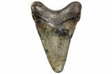 Juvenile Megalodon Tooth - South Carolina #195974-1